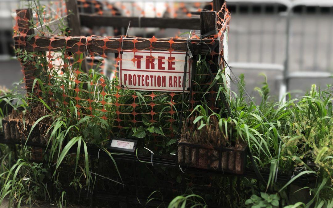 tree protection bylaw victoria