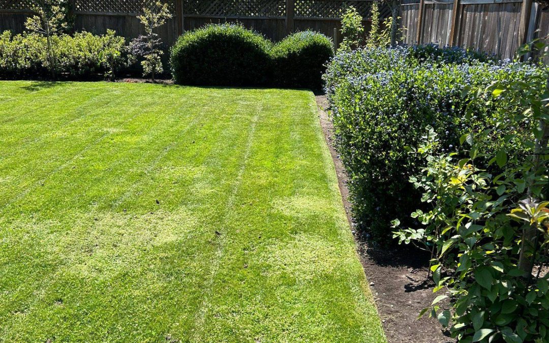 year round yard maintenance lawn mowing